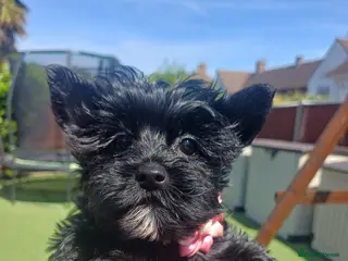 Yorkshire Terrier dogs Mini Black Yorkshire Terrier puppies 🐶 - Advert 13