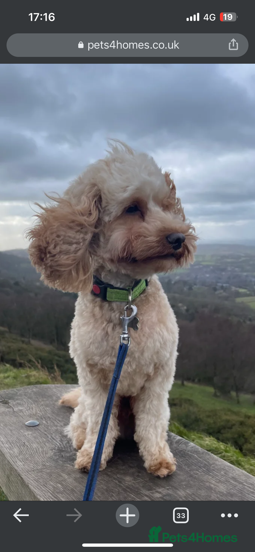 Cavapoo dogs for sale: Cavapoo for sale - Advert 3