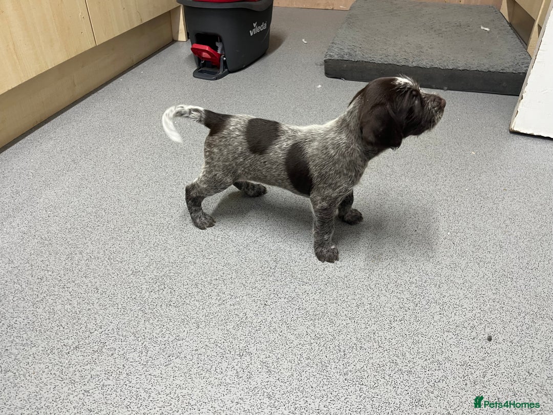 German Wirehaired Pointer dogs for sale: Stunning litter of German Wirehaired Pointers  - Advert 1