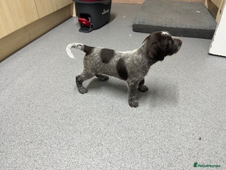 German Wirehaired Pointer dogs Stunning litter of German Wirehaired Pointers - Advert 2