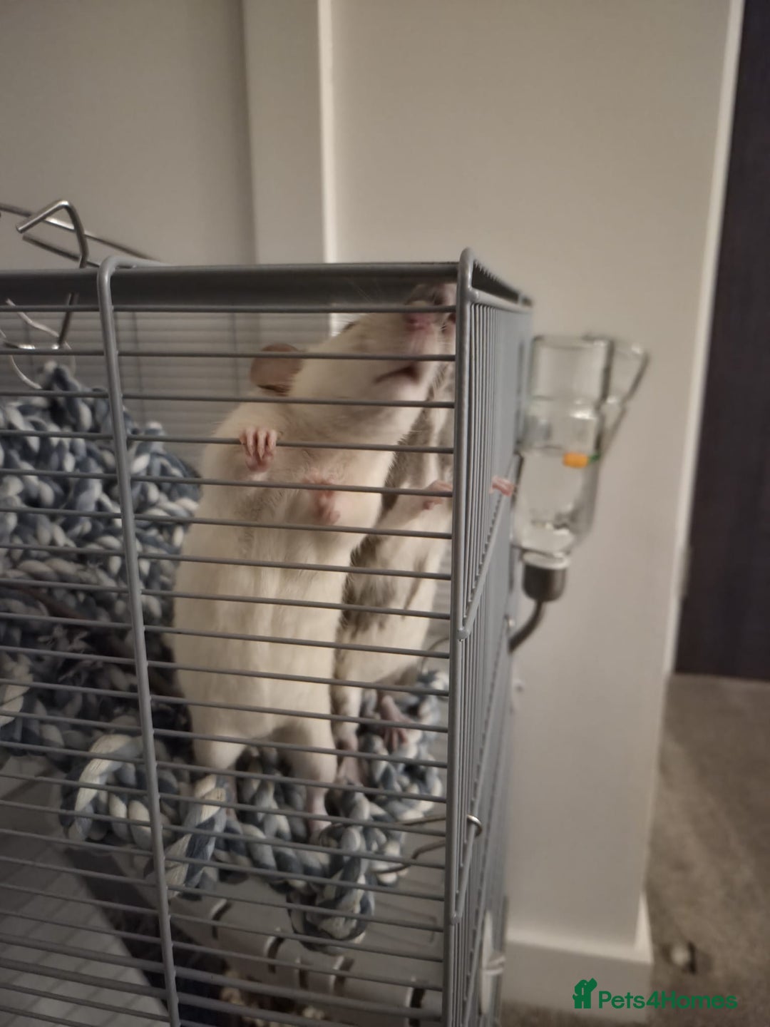 Rat rodents for sale: Fancy Rats for SALE - Advert 7