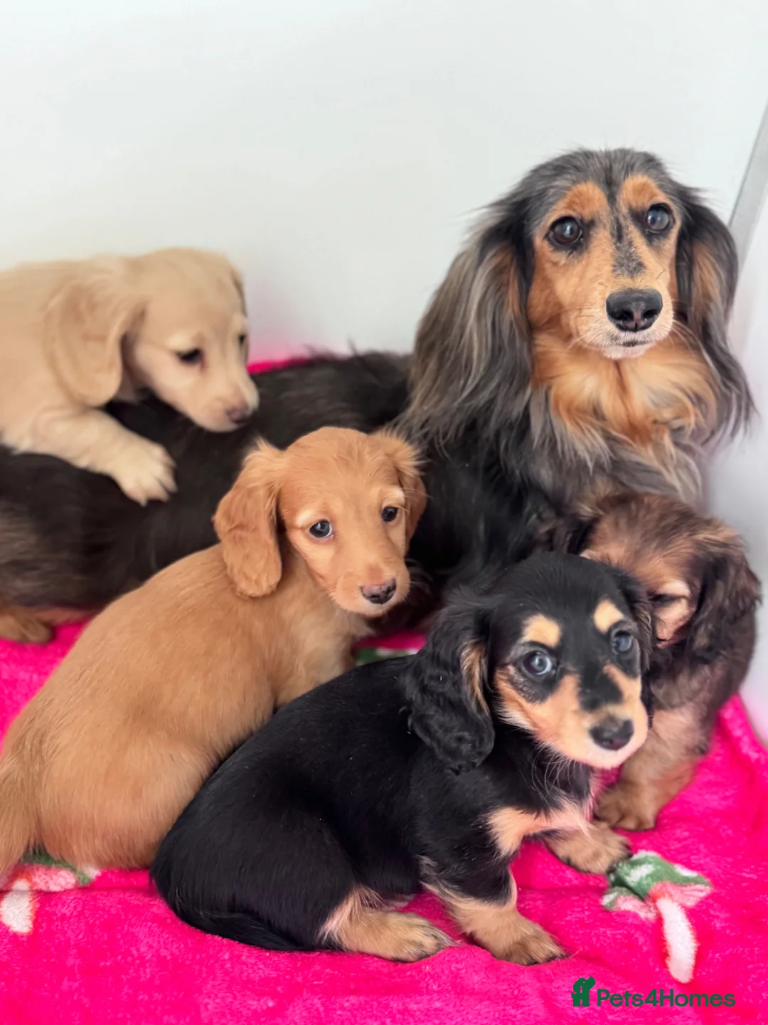 Miniature Dachshund dogs for sale: Miniature longhaired Dachshunds kc reg PRA clear - Advert 2