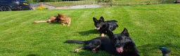 German Shepherd dogs for stud: Czech German Shepherd stud in Newport - Advert 5