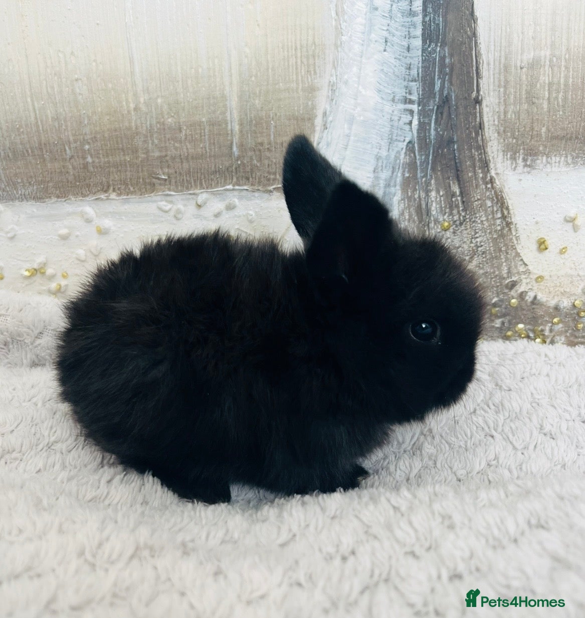 Mini Lop rabbits 🐰Pure Bred Mini Lop Female – Broken Blue White - Advert 2