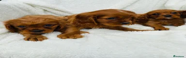 Cavalier King Charles Spaniel 4