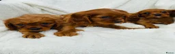 Cavalier King Charles Spaniel dogs for sale: Cavalier King Charles  in Deal - Advert 11