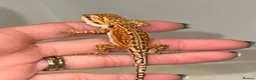 Bearded Dragon reptiles for sale: Baby Bearded Dragons For Sale! - Advert 10