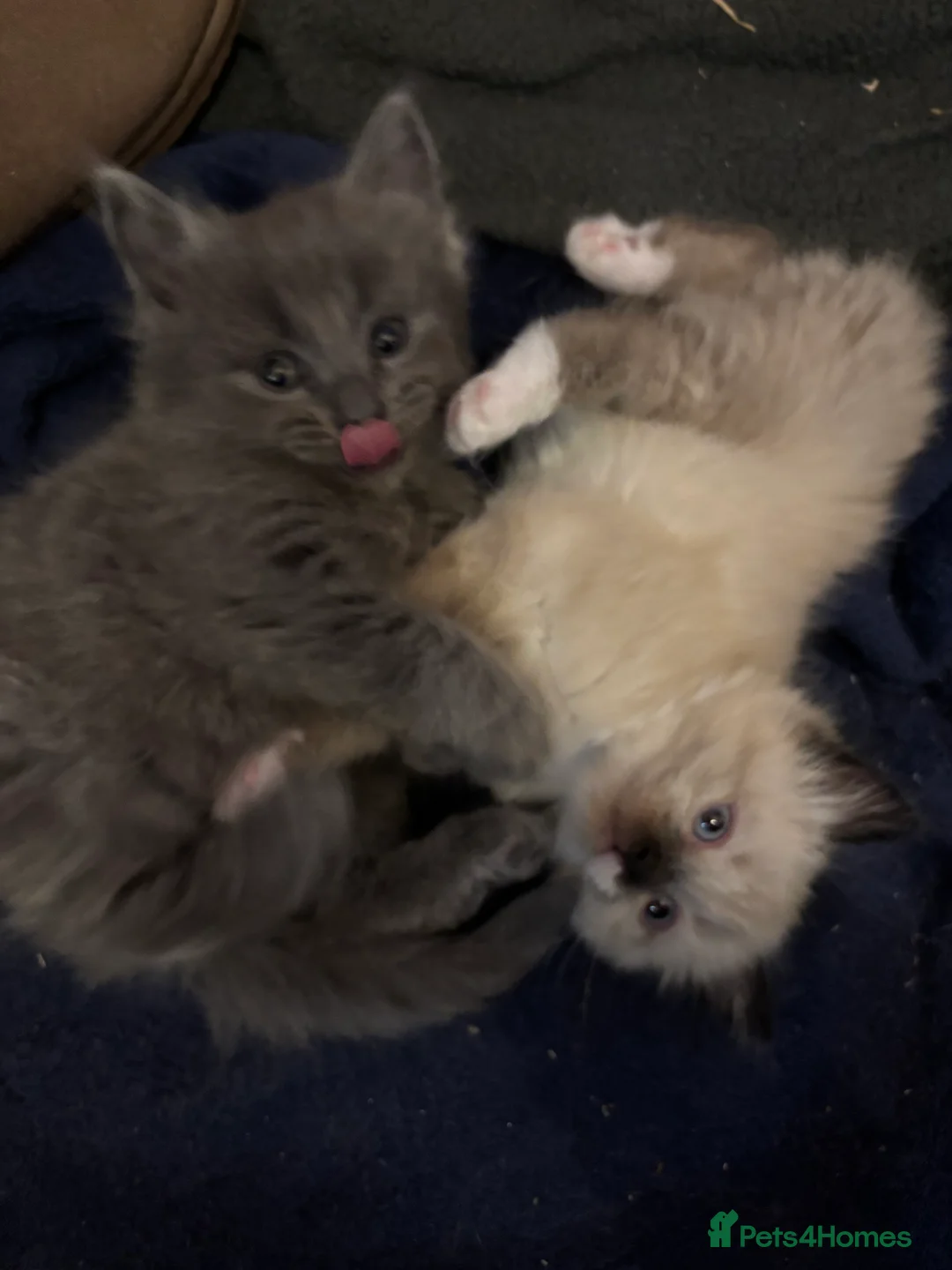 Mixed Breed cats for sale: ❤️Ready on 14th Jan! ragdoll/British blue  - Advert 7