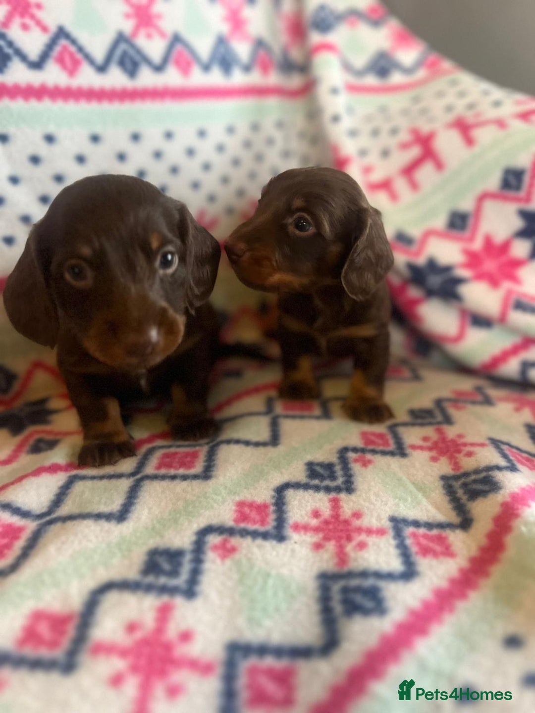 Miniature Dachshund dogs for sale: Miniature dachshund puppies  - Advert 9