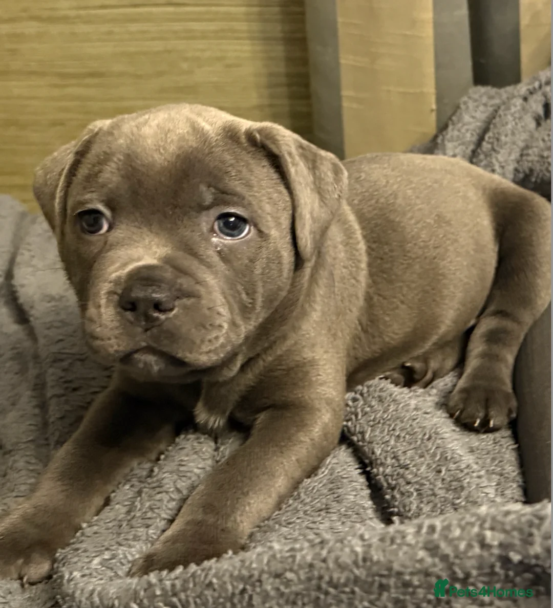 Staffordshire Bull Terrier dogs for sale: KC Blue Staffordshire Bull Terrier Puppies SOLD - Advert 3