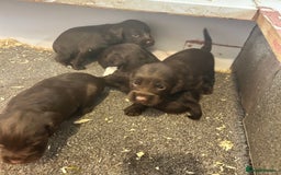 Cockapoo dogs for sale: 🌟 Stunning Cockapoo puppies 🌟  - Image 2