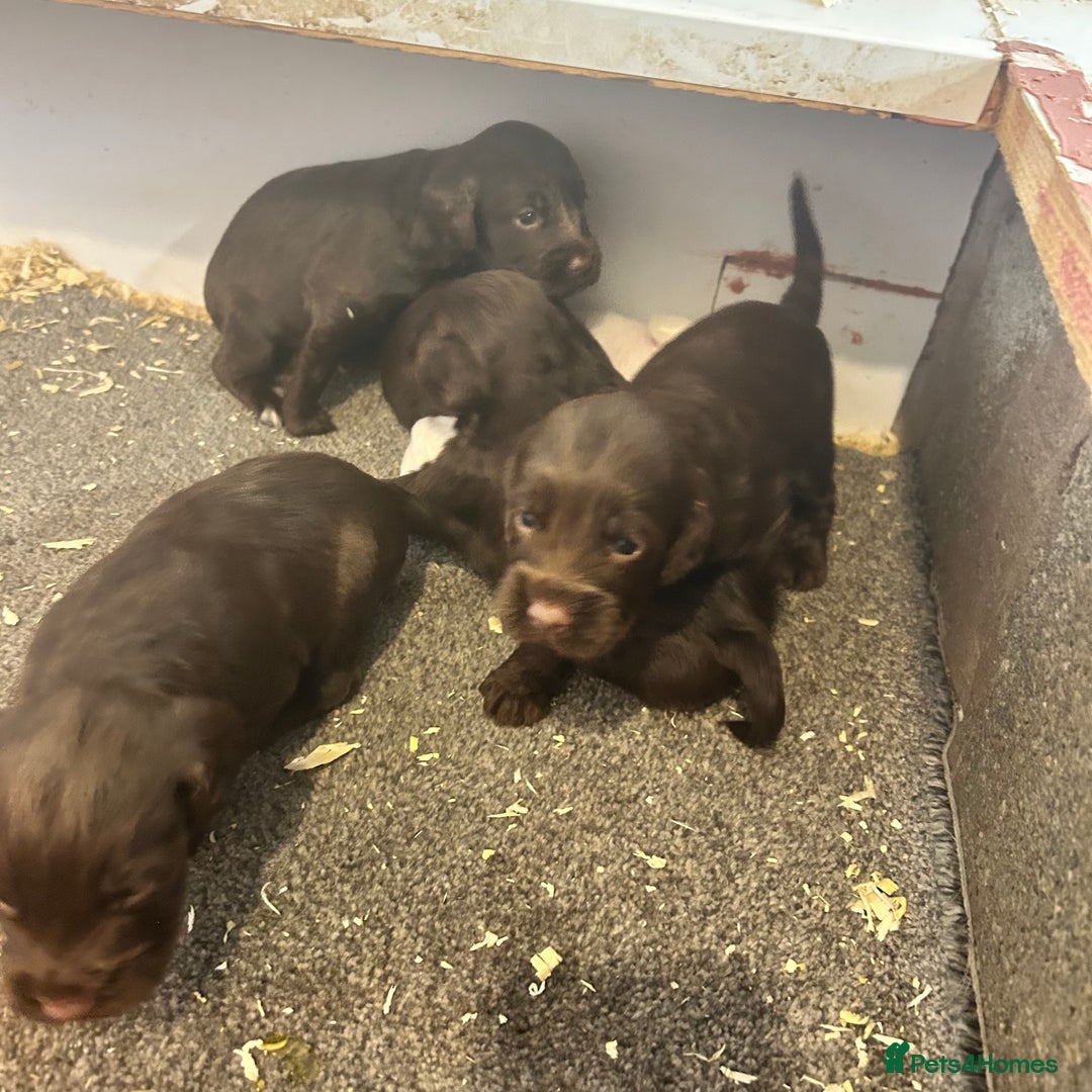 Cockapoo dogs for sale: 🌟 Stunning Cockapoo puppies 🌟  - Image 2