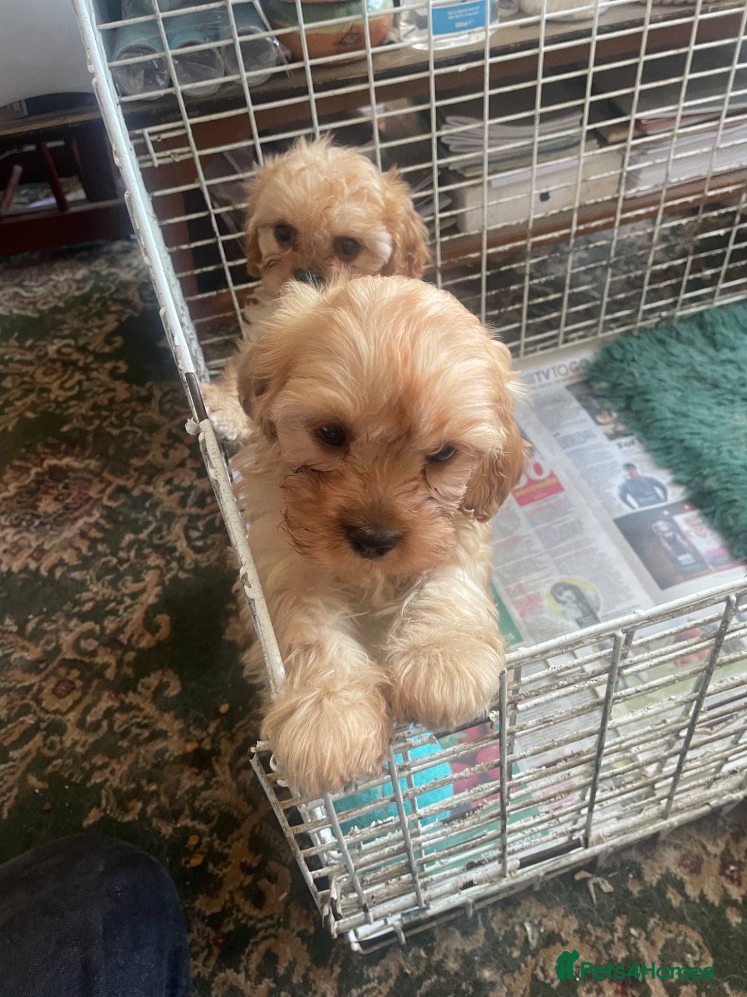 Cavapoo dogs for sale: Cavapoo puppies - Advert 2