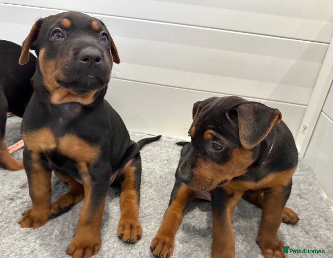 Mixed Breed dogs for sale: Pure breed Chinese red dog puppies/Laizhou Hong - Image 26