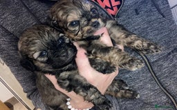 Shihpoo dogs for sale: Payment plans available Toy shihpoo puppies  - Image 1