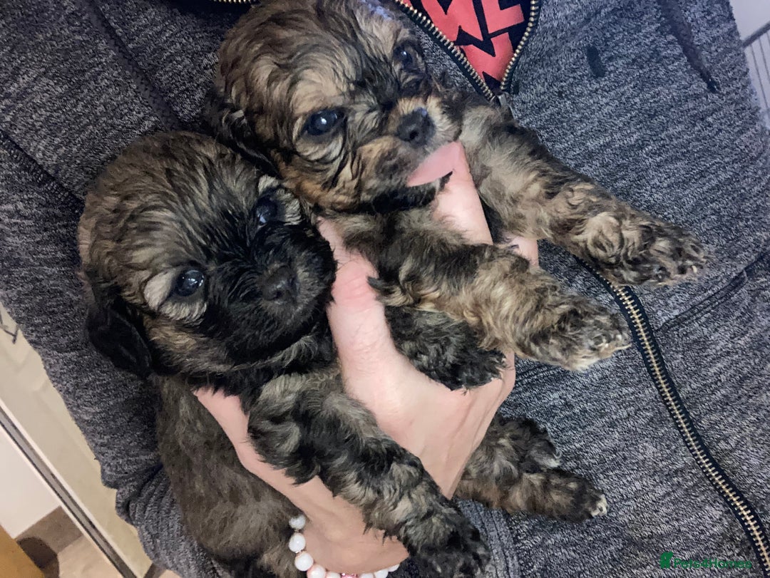 Shihpoo dogs for sale: Payment plans available Toy shihpoo puppies  - Image 1
