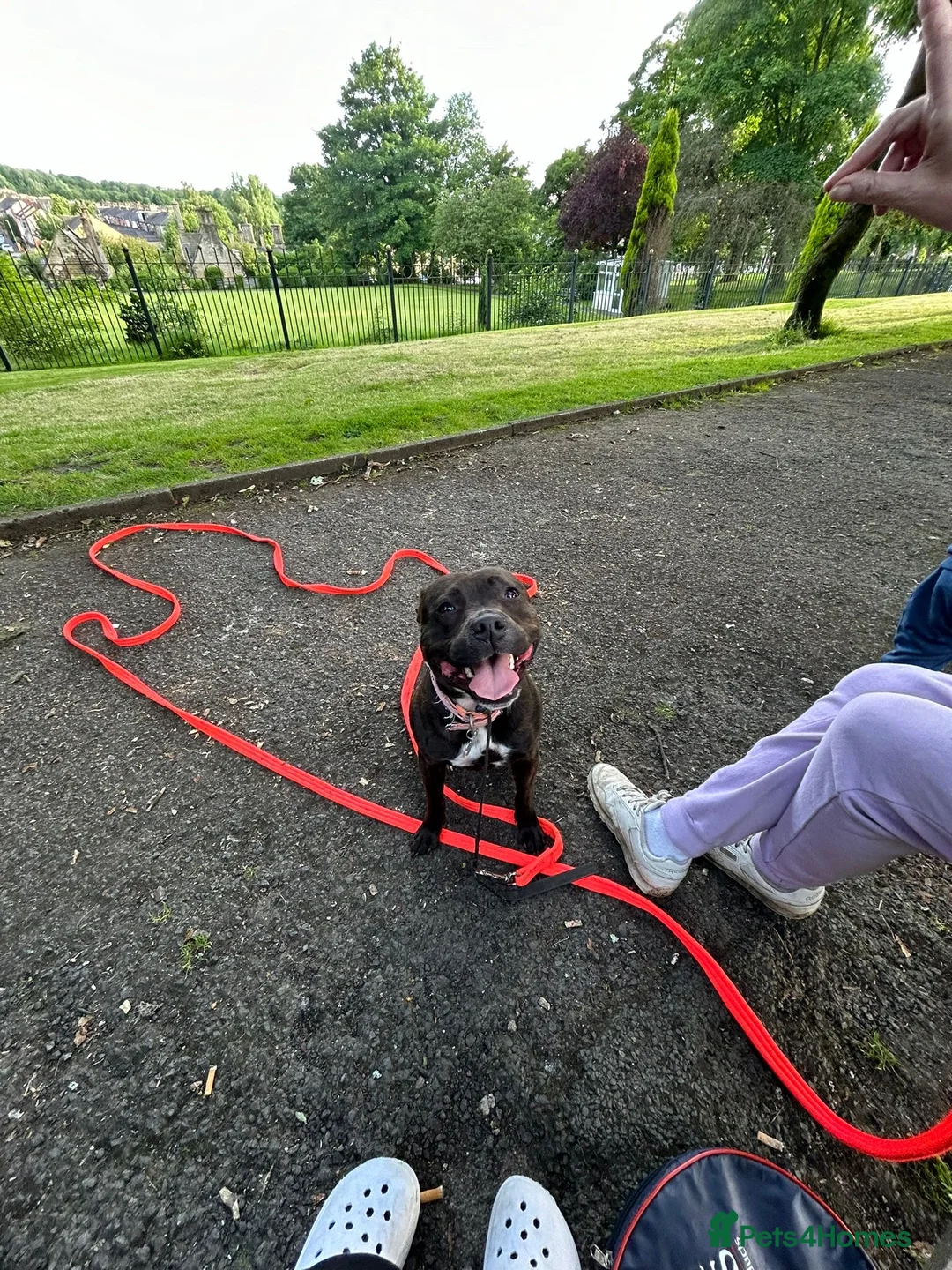 Staffordshire Bull Terrier dogs for sale: Brindle Staffordshire bull terrier.  - Advert 4