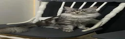 Maine Coon cats for sale: TICA registered large Maine Coon kittens in Newport - Advert 12