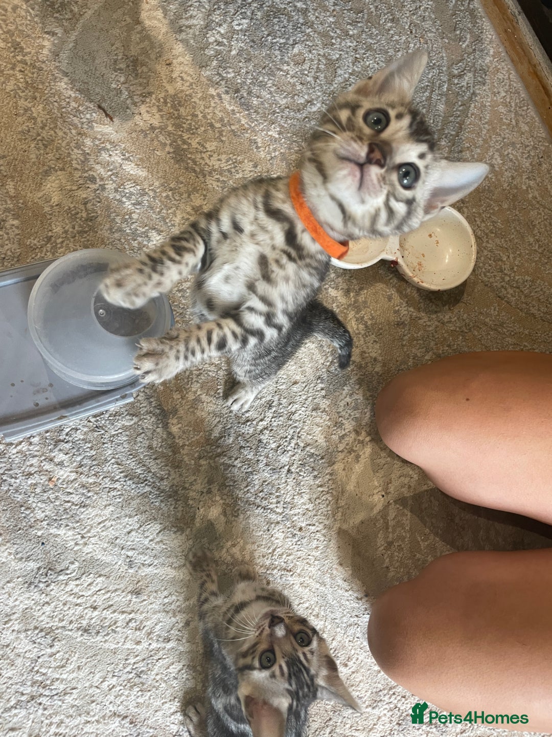 Bengal cats for sale: Pure bengal kittens - Image 21