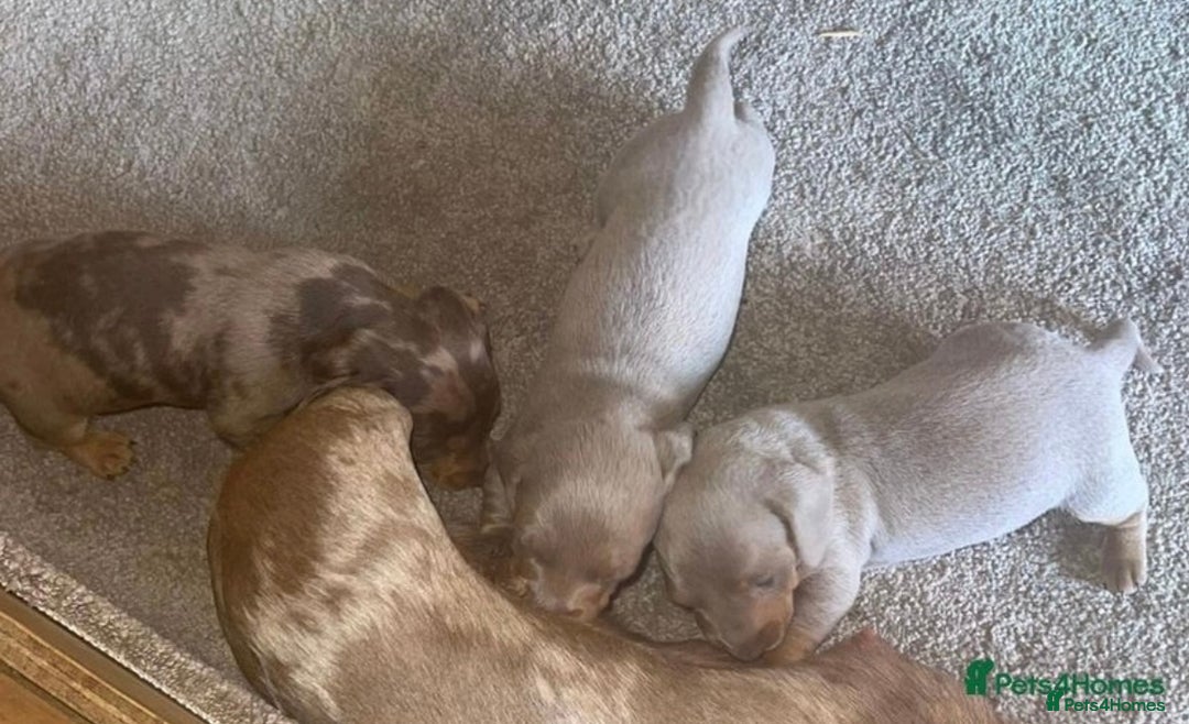 Miniature Dachshund dogs for stud: Experienced Choc & Tan Mini - KC Reg & DNA CLEAR in Romford - Advert 17