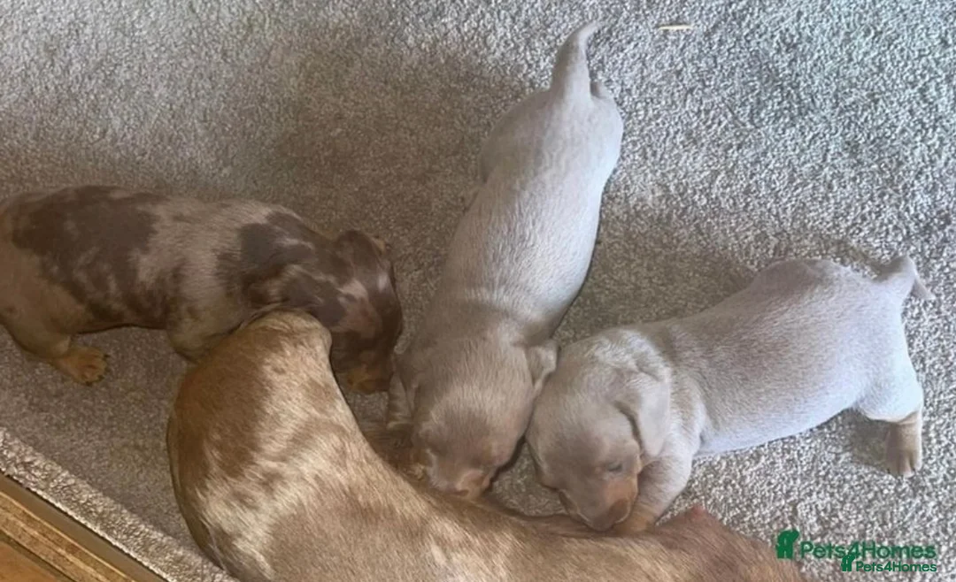 Miniature Dachshund dogs for stud: Experienced Choc & Tan Mini - KC Reg & DNA CLEAR in Romford - Advert 17