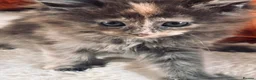 Mixed Breed cats for sale: Half Main Coon Kittens  - Advert 13