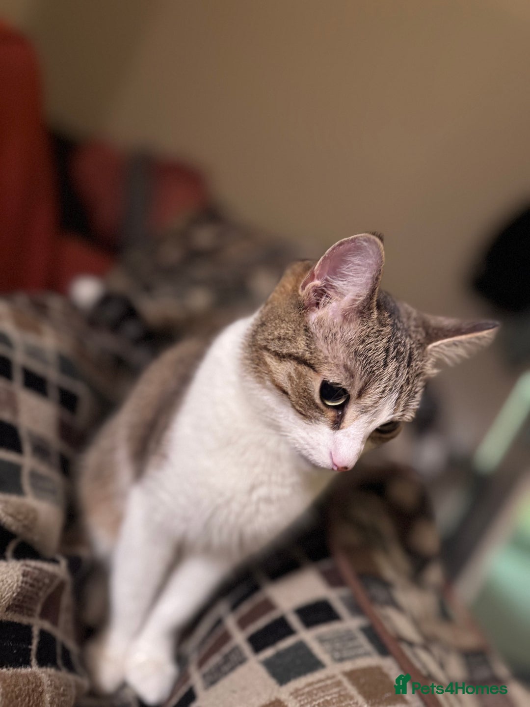 Domestic Shorthair cats for sale: Miss Layla - Advert 3