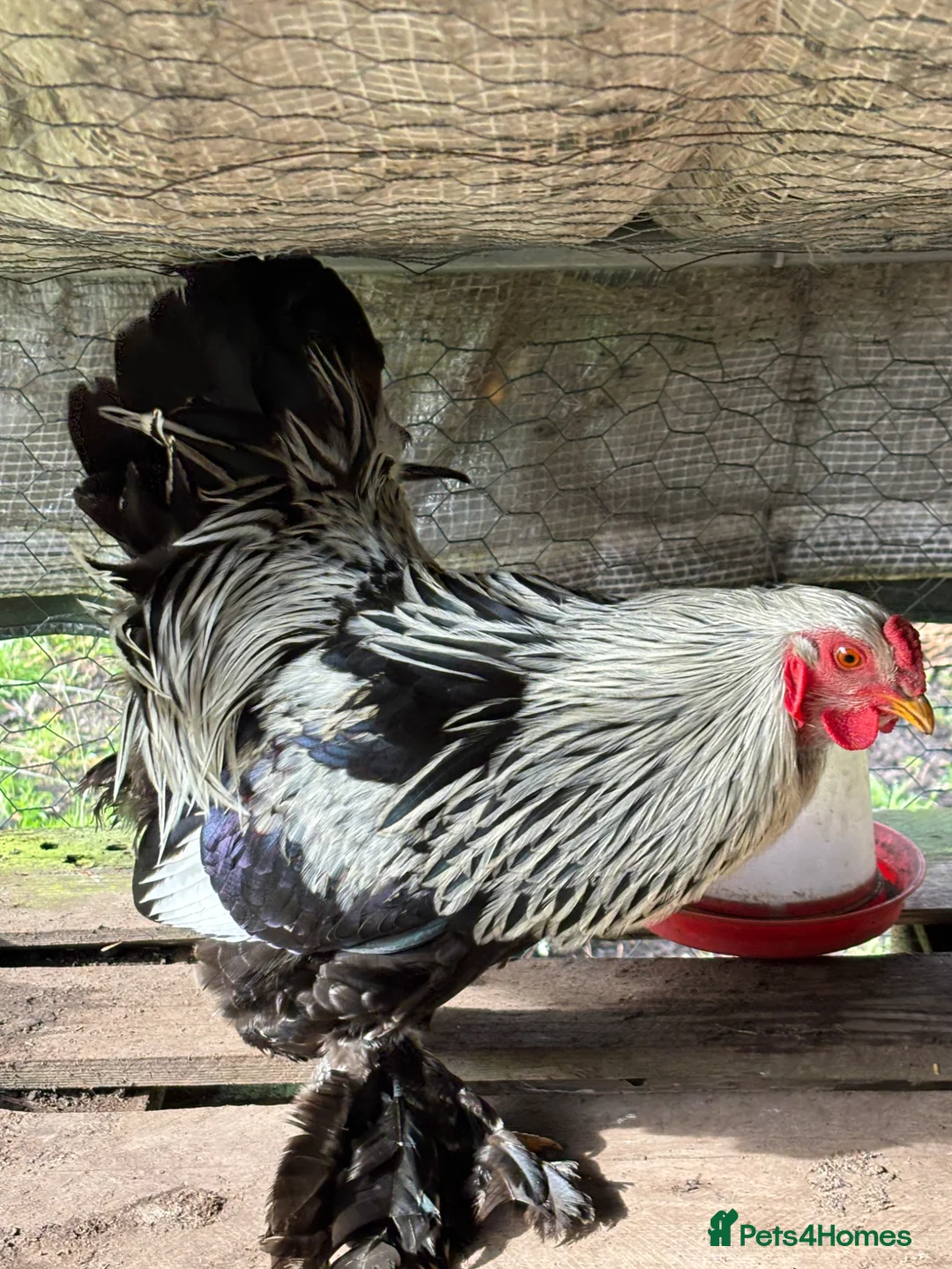 Chickens poultry for sale: Silver brahma bantam rooster in Spalding - Advert 2
