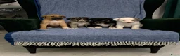 Mixed Breed dogs for sale: Blue Merle Border Collie x Lurcher Puppies  - Advert 7
