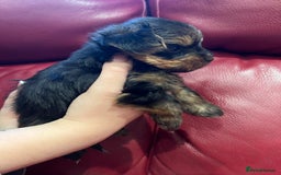 Yorkshire Terrier dogs for sale: Beautiful miniature Yorkie Biewer terriers - Image 18