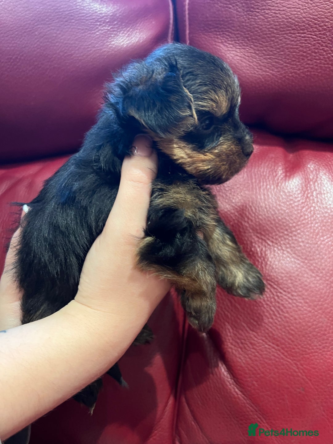 Yorkshire Terrier dogs for sale: Beautiful miniature Yorkie Biewer terriers - Image 18