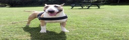 English Bull Terrier dogs for stud: Quality Kc Registered Red & White in Southampton - Advert 5