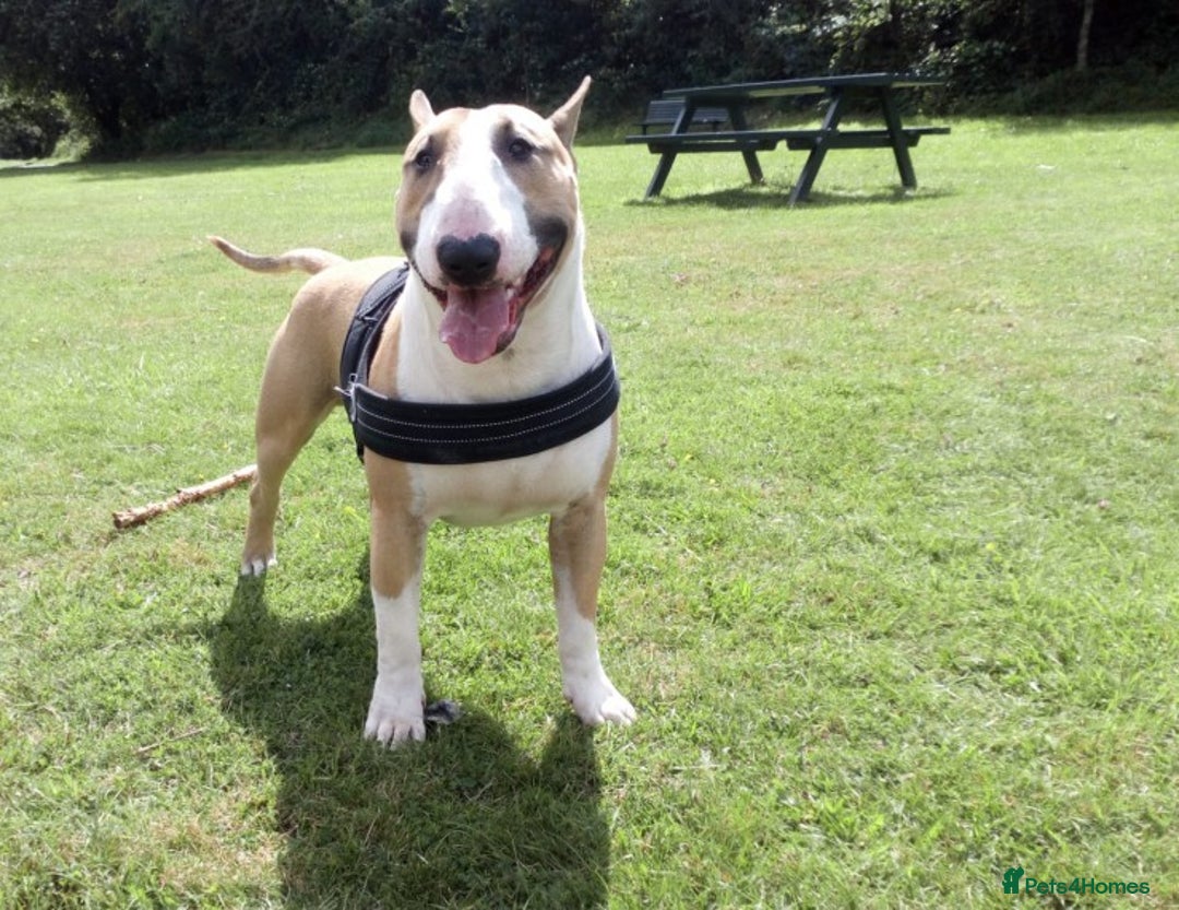 English Bull Terrier dogs for stud: Quality Kc Registered Red & White in Southampton - Advert 5
