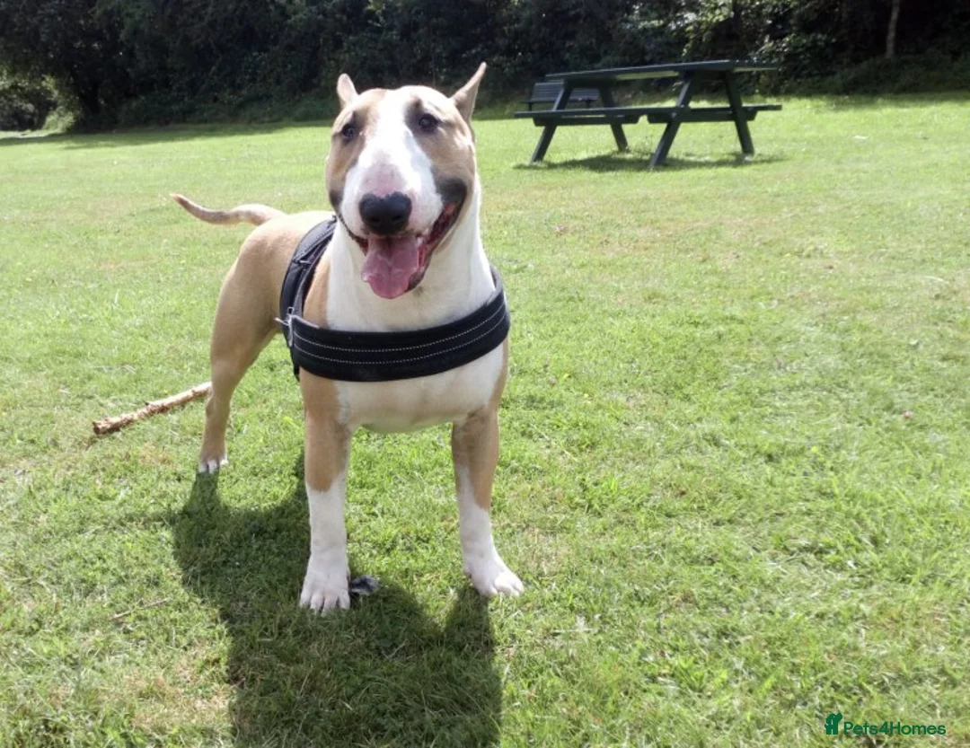 English Bull Terrier dogs for stud: Quality Kc Registered Red & White in Southampton - Advert 5