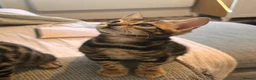 Bengal cats for sale: 2 Bengal kittens / girls for sale  - Advert 4
