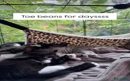 Bengal cats for sale: 11 Tortie, Tabby and Tuxedo Kittens - Image 8