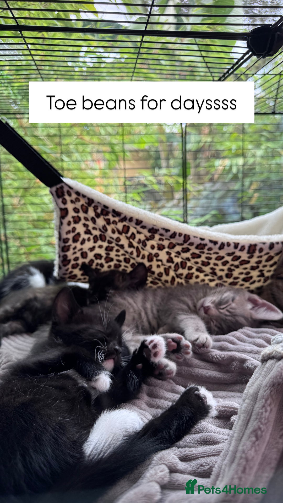 Bengal cats for sale: 11 Tortie, Tabby and Tuxedo Kittens - Image 8