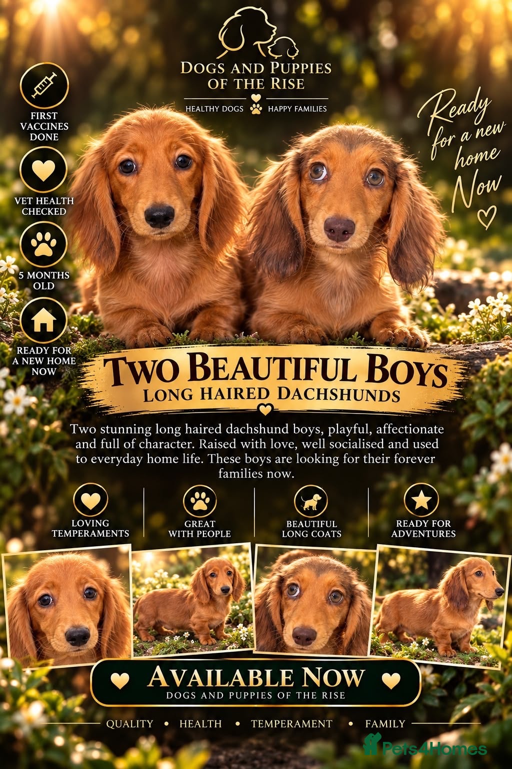 Miniature Dachshund dogs 🩷Stunning Long Haired Mini Dachshunds💙 - Advert 1