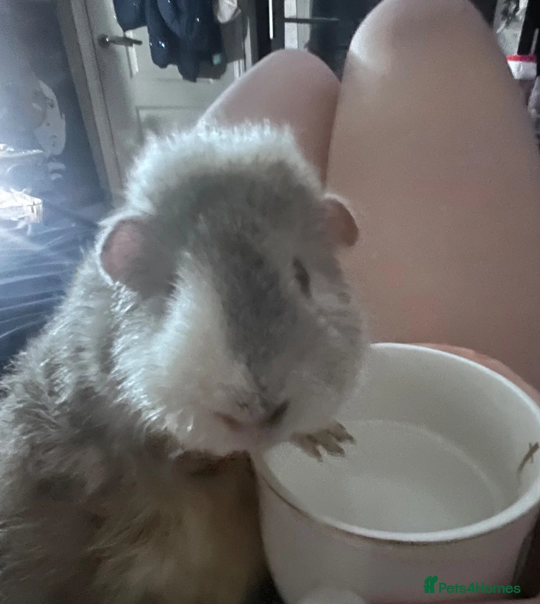 Guinea Pig rodents for sale: Two Female Guinea Pigs in Northwich - Advert 3