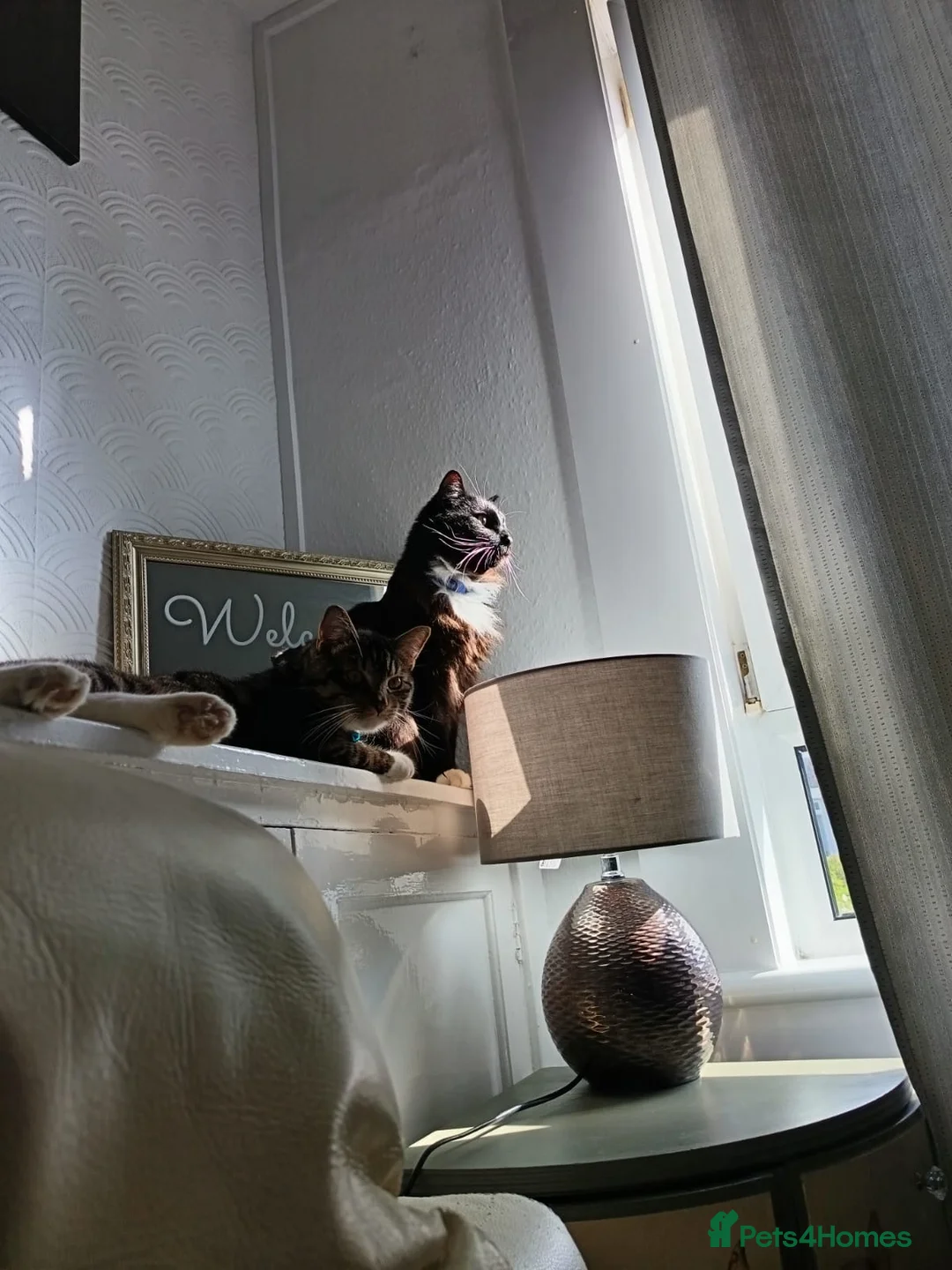 Mixed Breed cats for sale: Two male cats  - Advert 1