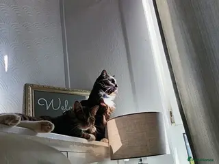 Mixed Breed cats Two male cats - Advert 1