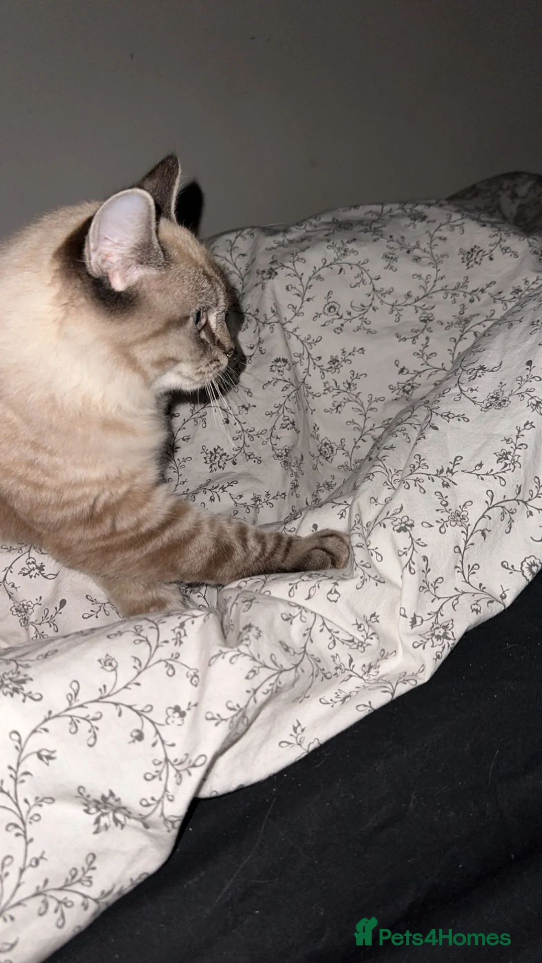 Ragdoll cats for sale: Ragdoll - Advert 2