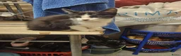 Mixed Breed cats for sale: Mixed breed - Advert 7