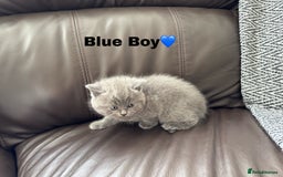 British Shorthair cats for sale: Gorgeous British Shorthair Kittens - Image 5