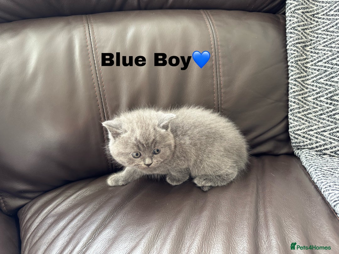 British Shorthair cats for sale: Gorgeous British Shorthair Kittens - Image 5
