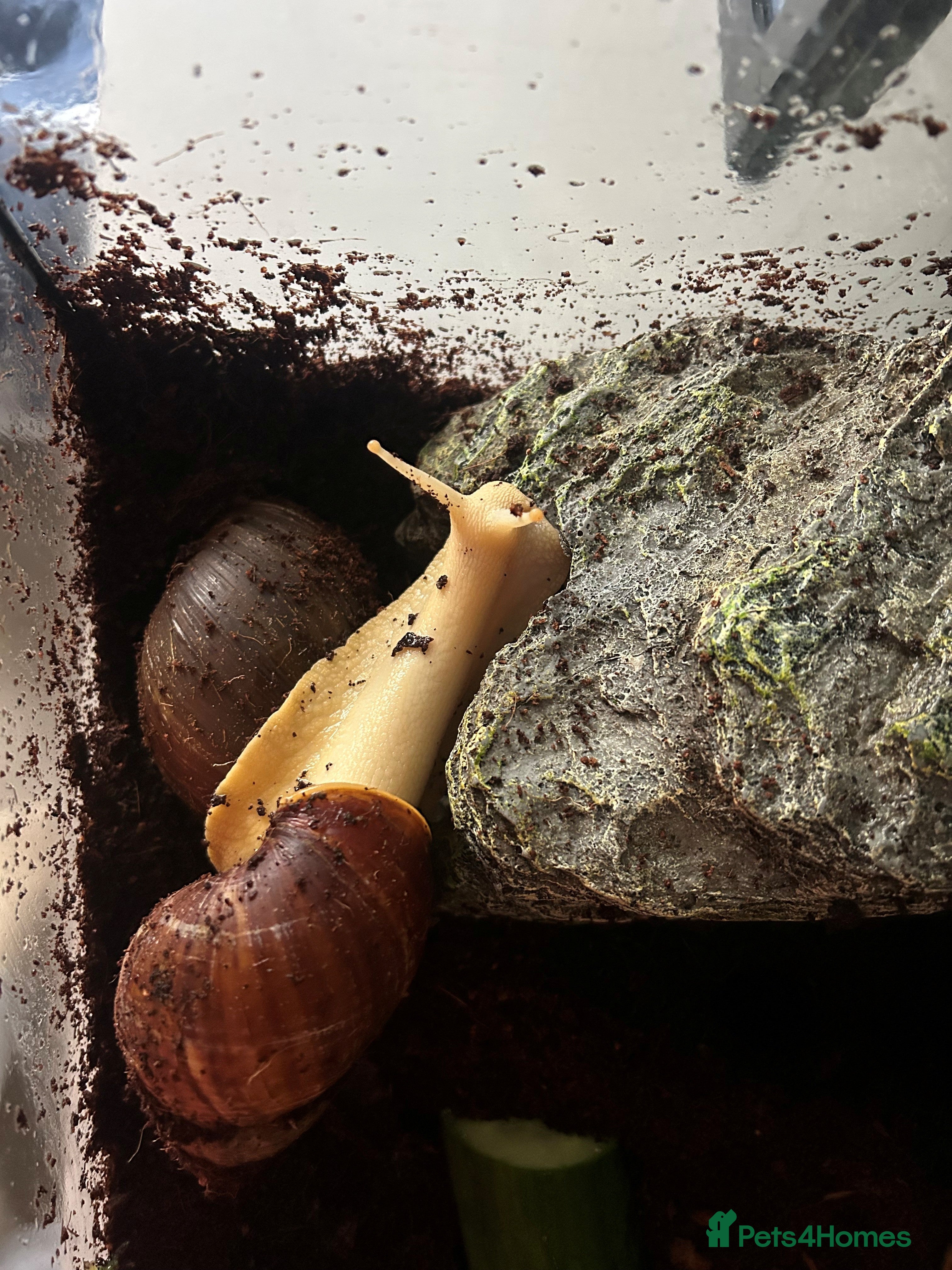 Snails invertebrates 2 Jade Giant African Land Snails  in Hoddesdon - Advert 7