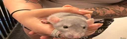 Rat rodents for sale: Adorable baby dumbo rats  - Advert 14