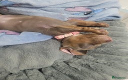 Dachshund dogs for sale: Isabella and Tan Standard Daschund  - Image 2