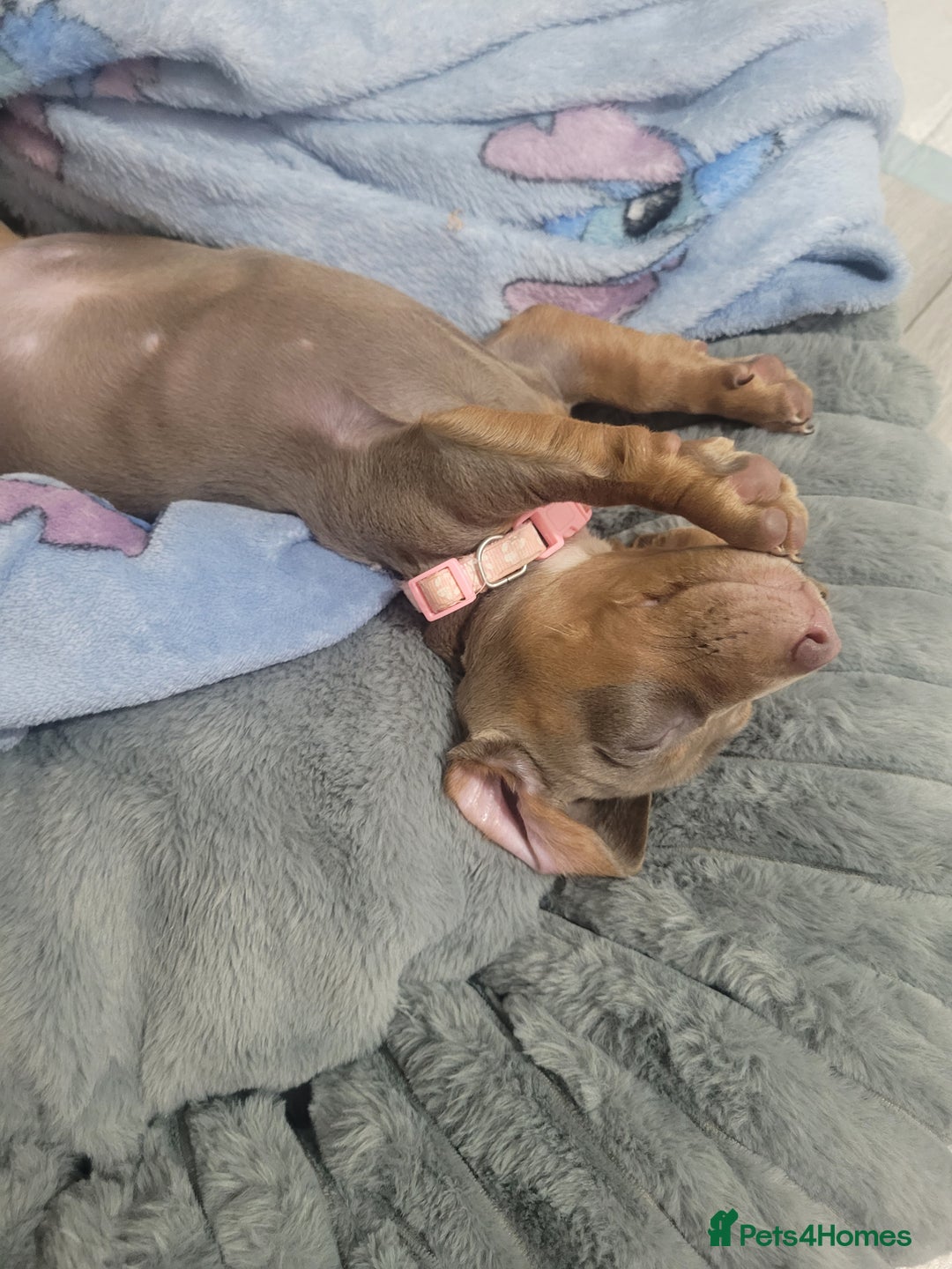 Dachshund dogs for sale: Isabella and Tan Standard Daschund  - Image 2