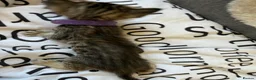 Bengal cats for sale: 🐾 Beautiful Bengal x Maine Coon Kittens 🐾 - Advert 6